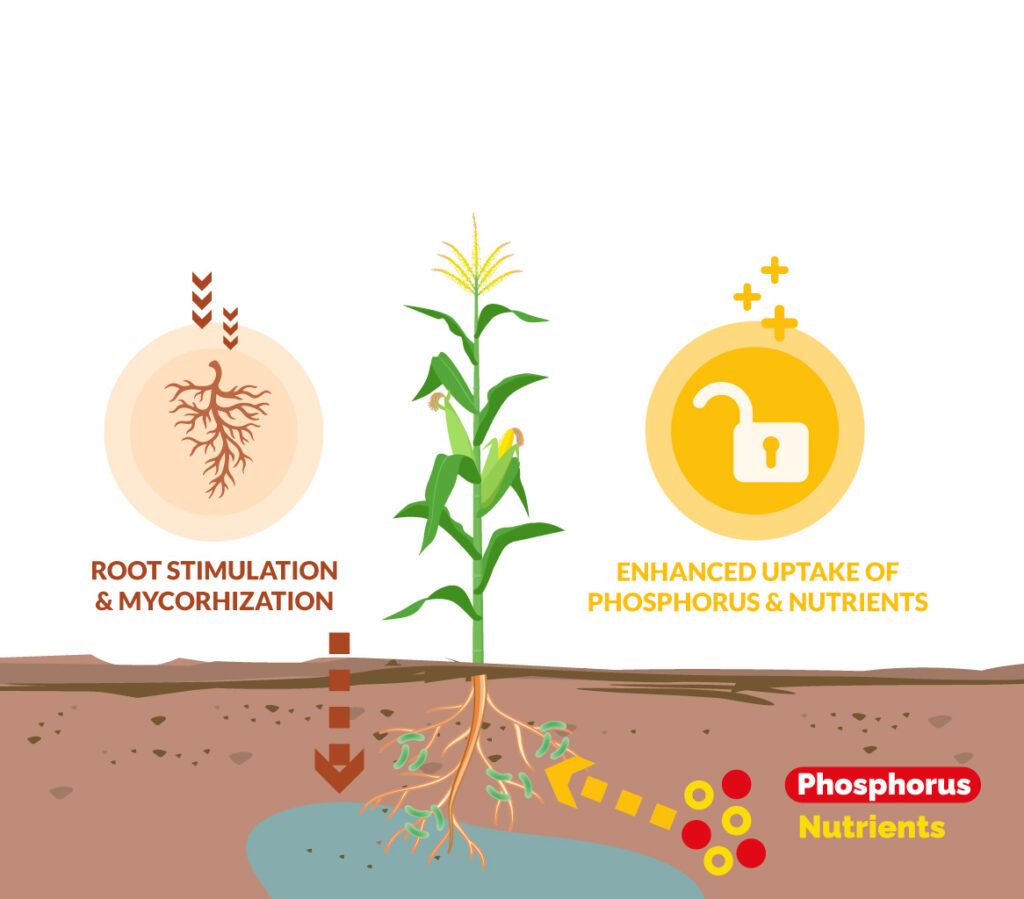 Lactopi-start rooting-biostimulant starter fertilizer replacement