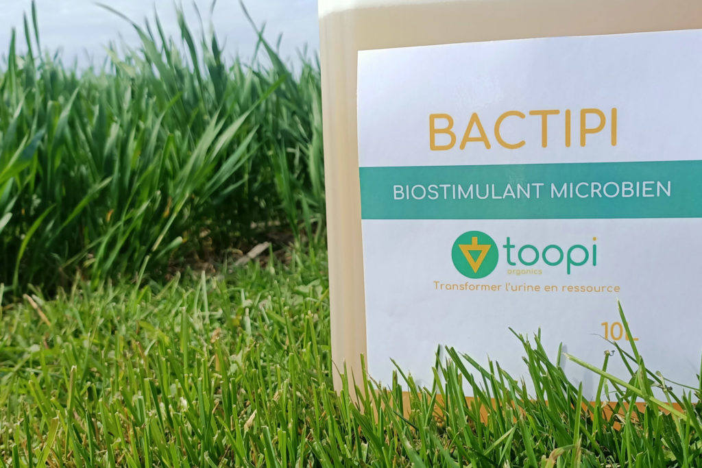 Bactipi, le produit phare de Toopi Organics, un biostiumulant microbien issu de la transformation de l'urine humaine par Toopi Organics