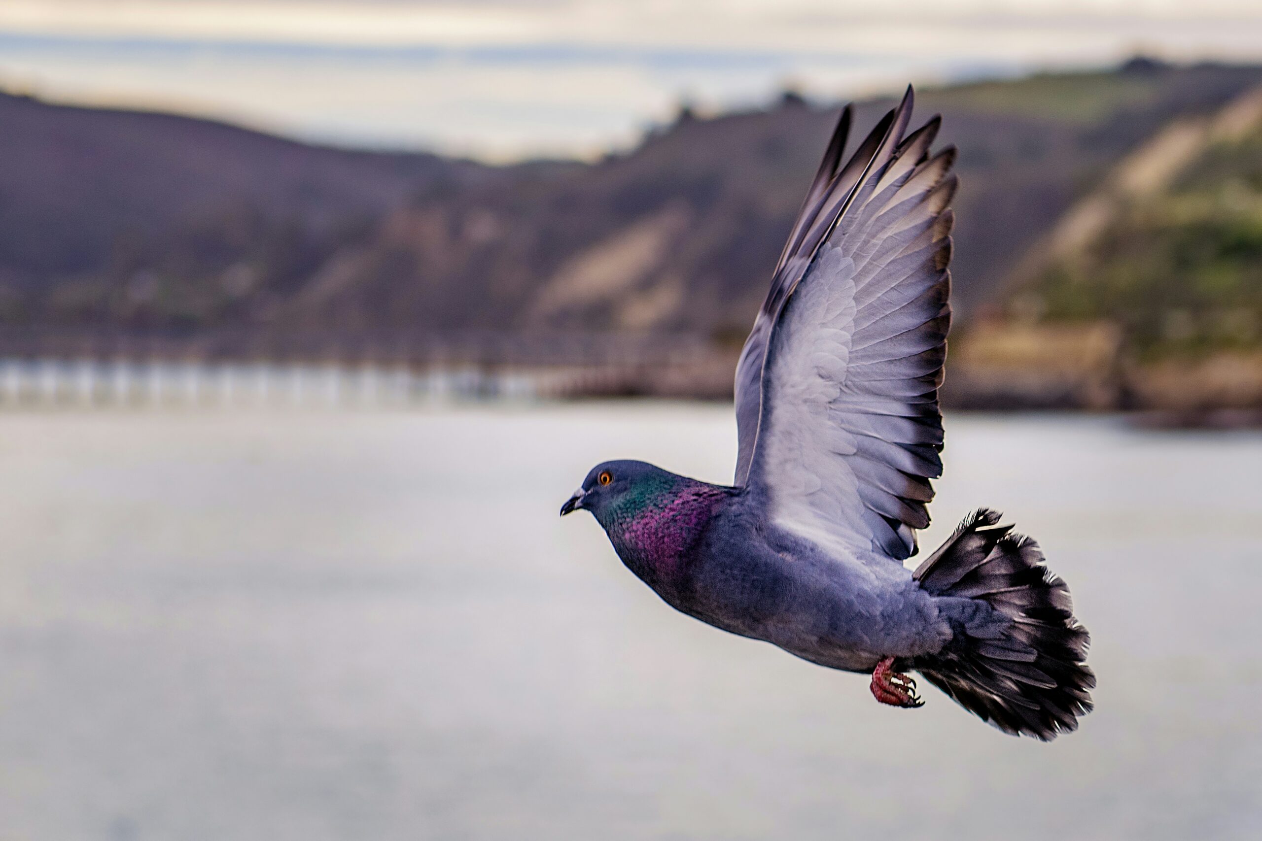 Pigeons sur tournesol